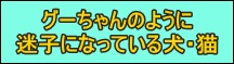 迷子の犬・猫