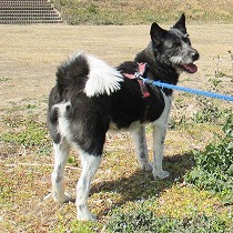 散歩を堪能する姿