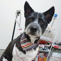 トリミングをしたボン君