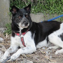 体重22キロくらい