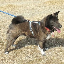 リードの引きは強め