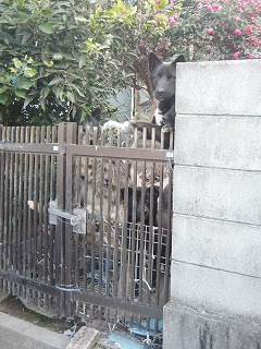 吠え続ける犬たち