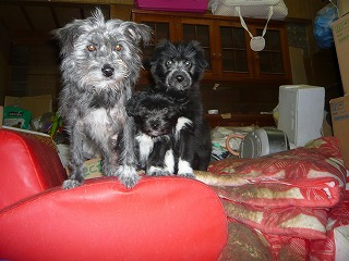 倉庫で子育てをするグーちゃん