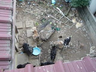 掃除前の裏庭