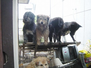 雨ざらしの犬たち