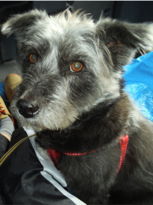 おすましのグーちゃん