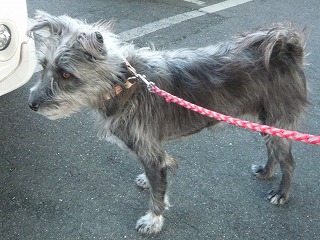 トリミング前の長毛のグーちゃん