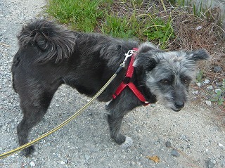 クルリンしっぽのグーちゃん