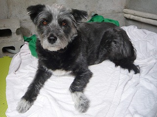 中型犬と分かりやすい寛ぐ姿のグーちゃん