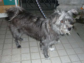 テリア風のグーちゃん