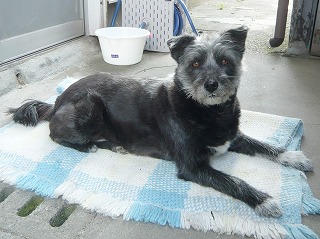 シュナウザー風のグーちゃん