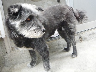 淋しそうなグーちゃん