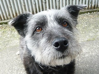 淋しそうなグーちゃん