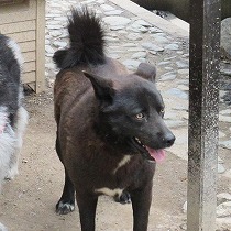 表情豊かなジャンプ