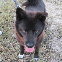 漫画の銀牙に似ているジャンプ