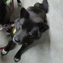 人が大好きで撫でられるのが好きです