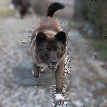 笑顔で走ってくるカンナ