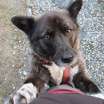 必死の形相で甘えるカンナ