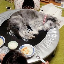 里子に迎えられ安心して眠る様子