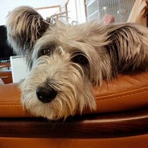 毛が長くなり、優しい瞳