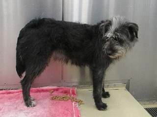 保護前のキララ