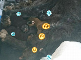 生後3日目の仔犬