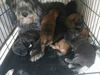 生後1週間の仔犬