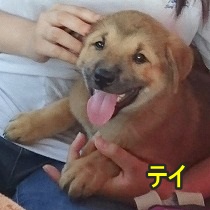仔犬・テイ君