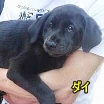 仔犬・ダイ君