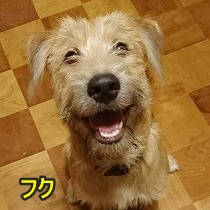 仔犬・フク君