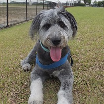 里子に迎えられトリミング後