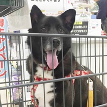 お買い物に同行