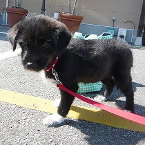 倉庫から保護し、天真爛漫な性格になった頃