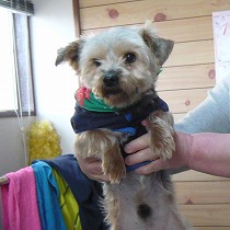 初めて見た時のマロン