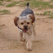 散歩を堪能するマロン