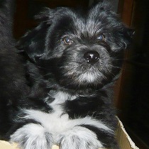 仔犬なのにきつめの表情