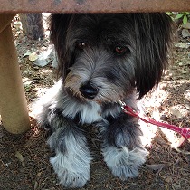 里子に迎えられ綺麗ににトリミング