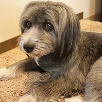 優しい瞳で、裕福な家庭の仔になりました