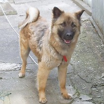 オドオドしたまる子