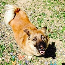 毛が艶々でポッチャリしたまる子