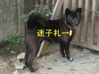 ジャンプの迷子札