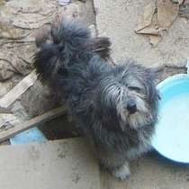 無表情なモジャ