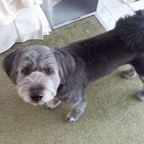 里親さまの家で寛ぐモジャ