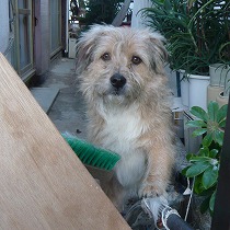 気が狂ったように吠えていた頃のナルト