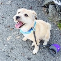 里親さまとお出かけをするナルト