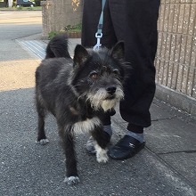 江藤病院近くを散歩させている犬1