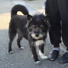 江藤病院近くを散歩させている犬2