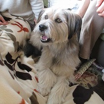 里子に迎えられ寛ぐ様子