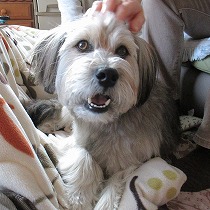 里親さまに撫でてもらうピース