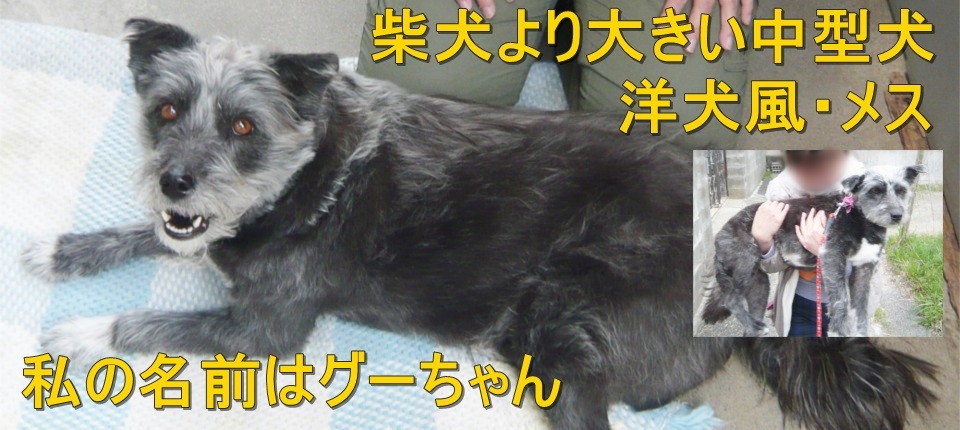 私の名前はグーちゃん